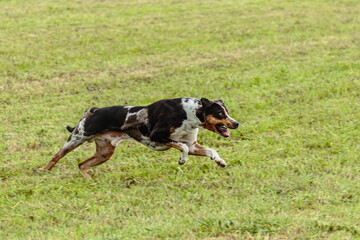 Catahoula leopard dog running in and chasing lure on field