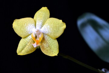 Fototapeta na wymiar yellow orchids on a black background