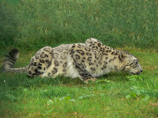 Snow Leopard in a zoo environment