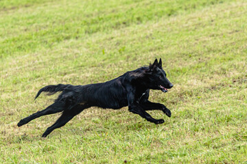 Fototapeta na wymiar Belgian sheepdog running and chasing coursing lure on field