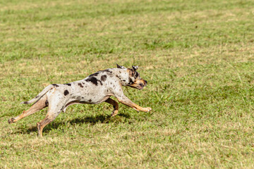 Catahoula leopard dog running in and chasing lure on field