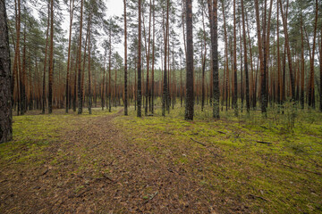 Obraz premium Landscape in a pine forest in autumn, Moss in the foreground. Pine forest overgrown with moss and mushrooms in rainy weather.