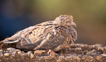 Dove, details of a baby dove on a wall in a certain morning, natural light, selective focus.