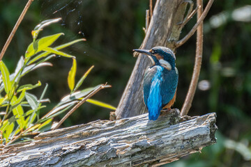Eisvogel