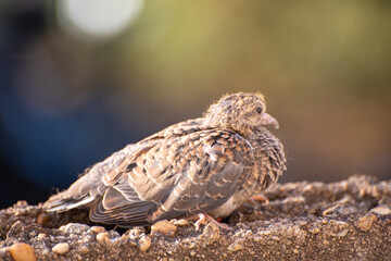 Dove, details of a baby dove on a wall in a certain morning, natural light, selective focus.