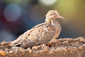 Dove, details of a baby dove on a wall in a certain morning, natural light, selective focus.