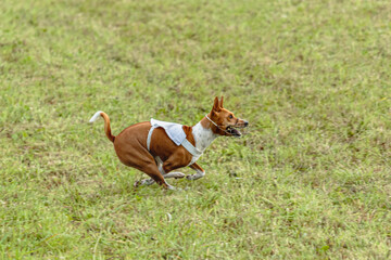 Naklejka na ściany i meble Basenji dog running in white jacket on coursing field