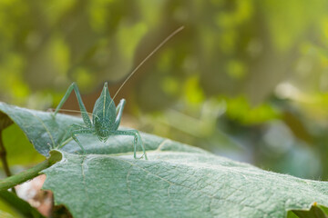 Looking into the face of a greater angle-winged katydid