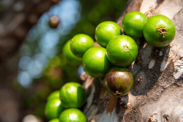 Jabuticaba, beautiful details of a jabuticaba tree loaded with still green fruits, natural light, selective focus.