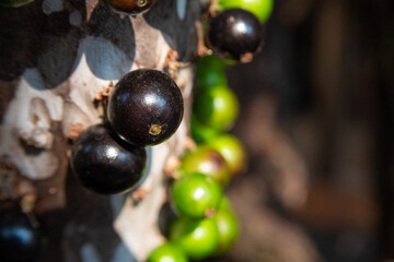 Jabuticaba, beautiful details of a jabuticaba tree loaded with still green fruits, natural light, selective focus.