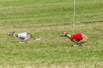 Whippet dogs running in a red and white jacket on coursing field