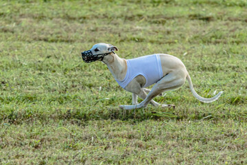 Whippet dog running in white jacket on coursing field