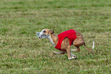 Whippet dog running in a red jacket on coursing field