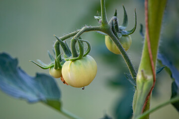 tomatoes in the greenhouse - 459549775