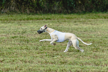 Obraz na płótnie Canvas Whippet dog running in white jacket on coursing field