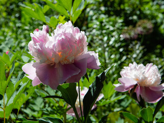 Rose peonies in the garden - 459549780