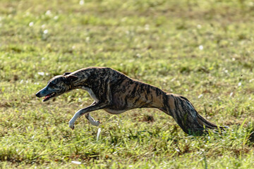 Whippet sprinter dog running and chasing on the field