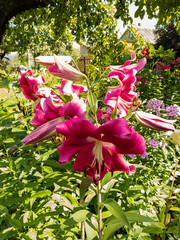 Magenta lily buds and flowers - 459549788