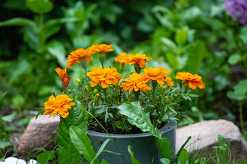 Calendula -  the perennial herbaceous plant - 459549793