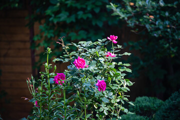 Rose flowers and  buds on a blurred green background - 459549794