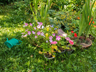 petunia growing in a garden - 459549798