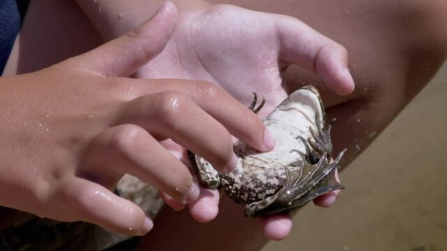 Child Fingers Stroke belly a Green Frog in Hands, in Beam Sunshine. Frog pretended to be dead and lies in palm of a child, breathes often. Boy playing with a slippery reptile. Summertime. Zoom.