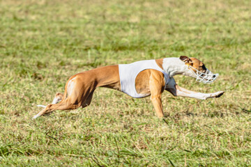 Whippet dog running in white jacket on coursing field