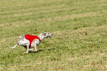 Whippet dog running in a red jacket on coursing field