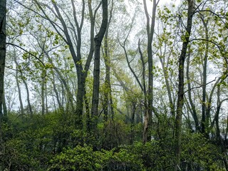 trees in the forest