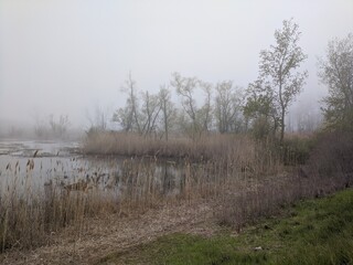 morning in the marsh