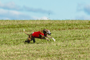 Whippet dog running in a red jacket on coursing field