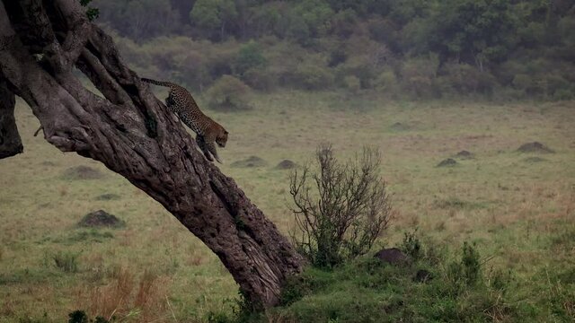 A leopard climbing a tree in the rain in Africa 