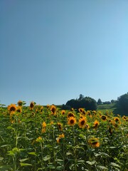 field of sunflowers