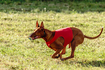 Pharaoh Hound dog running in red jacket on coursing field