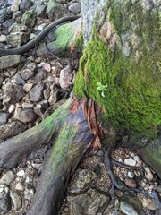 Mossy Tree and Stone