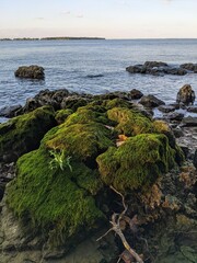 Mossy Rocks on the Coast