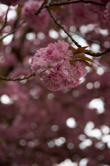 Cherry blossoms. Japanese tree in pink colors. High quality photo