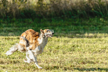 Borzoi dog running and chasing lure on field