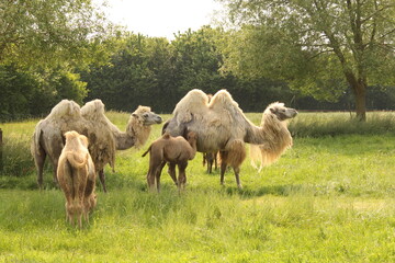 a camel family with two little animals is walking in a green meadow with trees at an animal farm in...