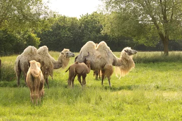  a camel family with two little animals is walking in a green meadow with trees at an animal farm in the dutch countryside in springtime © Angelique