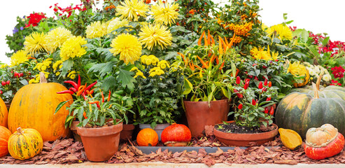 Fototapeta na wymiar Many different pumpkins, flowers, berries, peppers in pots on a white background. Front view. Autumn harvest, thanksgiving.