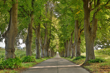 Allee