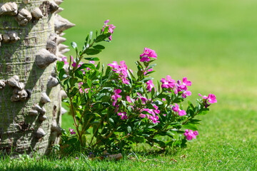 Close-up of a tree trunk with thorns and pink flowers in Egypt, Africa