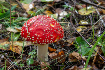 Amanita in the autumn forest. Amanita with a white leg and a red cap grows among fallen leaves, side view Amanita grows, close-up.