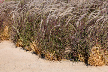 Grass in the dunes in the evening light