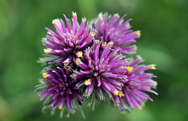 Violette Blüte einer Gomphrena