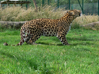 Jaguar in a zoo environment