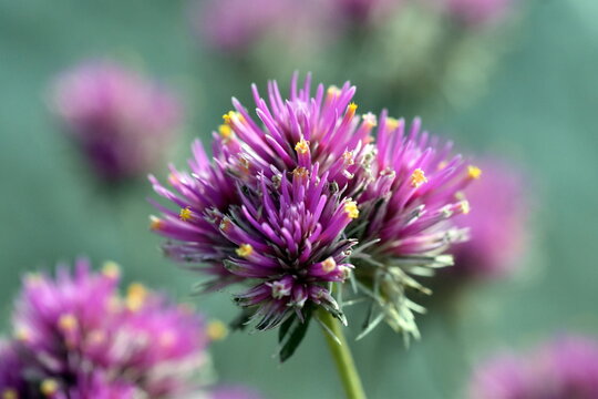 Violette Bl&uuml;te einer Gomphrena