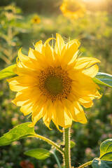 Fototapeta premium sunflowers on the field in sunshine