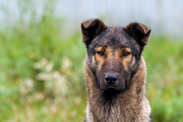 portrait of a dog